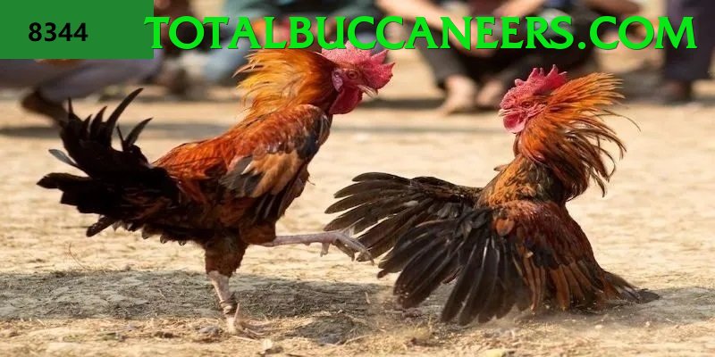 Đá Gà Trực Tiếp - vk88